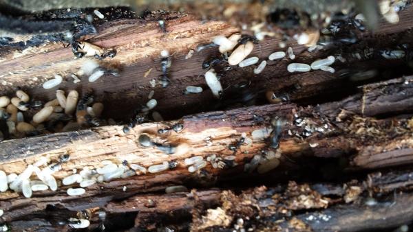Advantage Termite and Pest Control