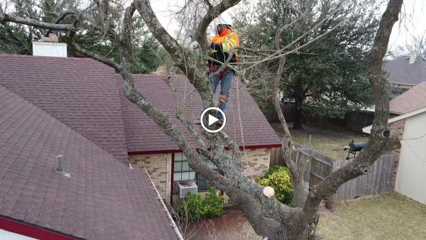 Supreme Tree Service DFW