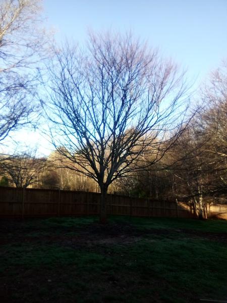 Lily's Tree Service & Junk Removal