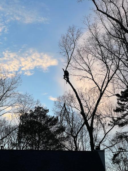 Lily's Tree Service & Junk Removal