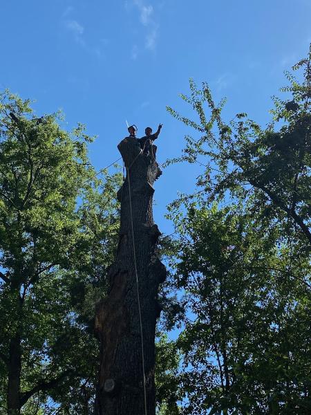 Lily's Tree Service & Junk Removal