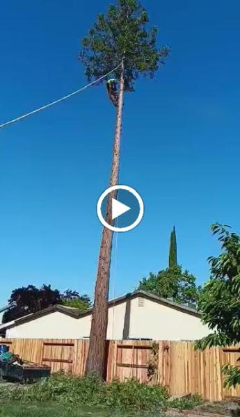 Premier Trees Service Inc