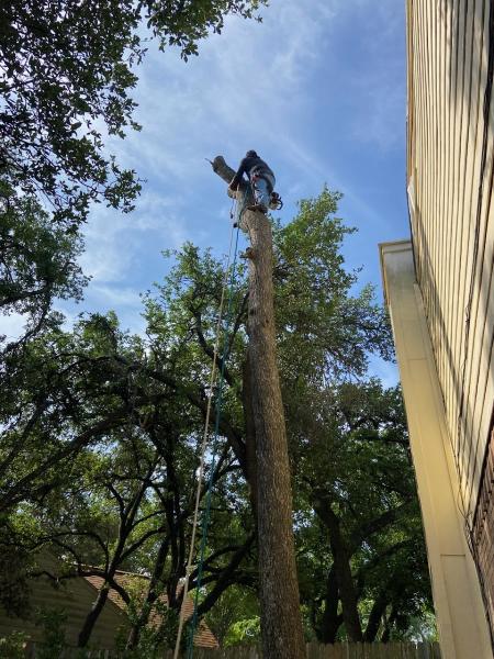 Leander Tree Care