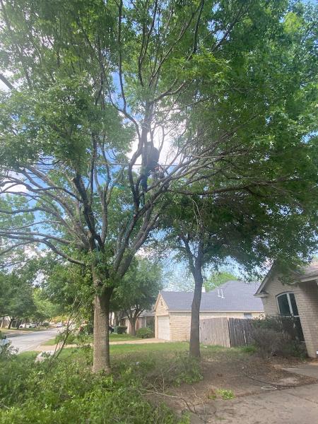 Leander Tree Care