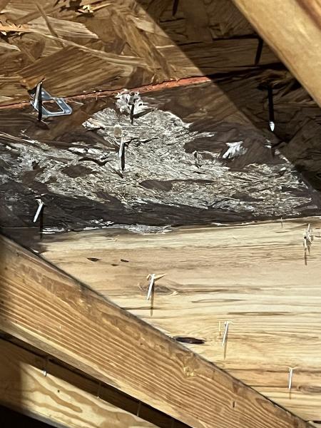 Procontrol Termite and Pest Control