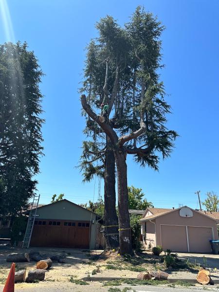 Mountain View Tree Service