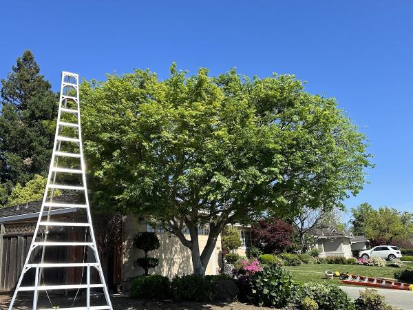Mountain View Tree Service