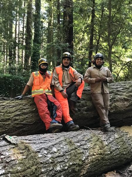 Spring Tree Service & Maintenance