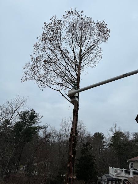 American Tree Service