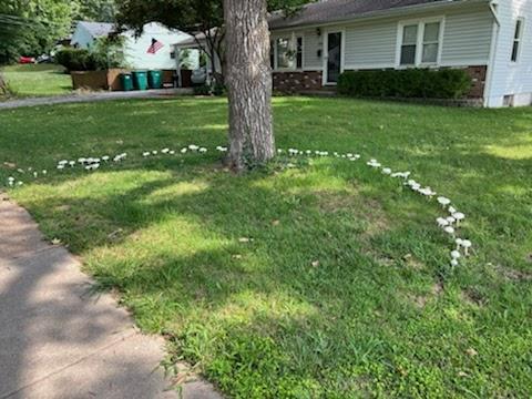 Droege Tree Care