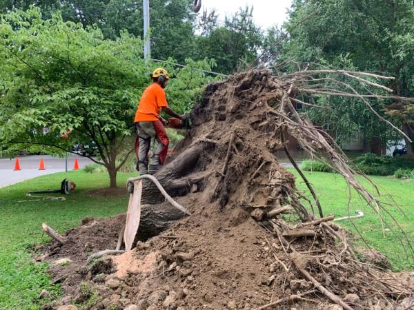 Droege Tree Care