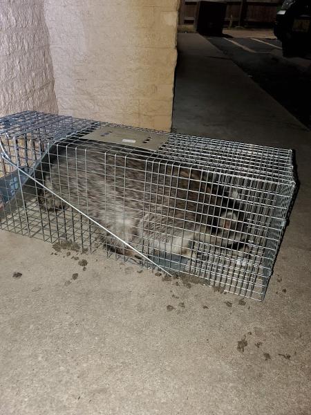 Pristine Pest Control LLC