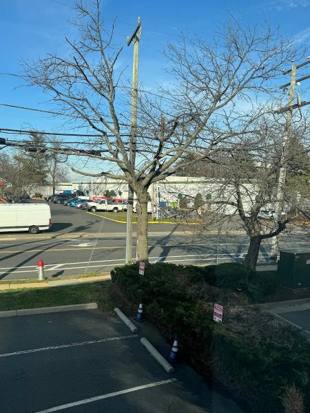 Tyson's Tree Service