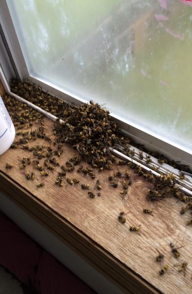 Twin Ports Pest & Lawn Management