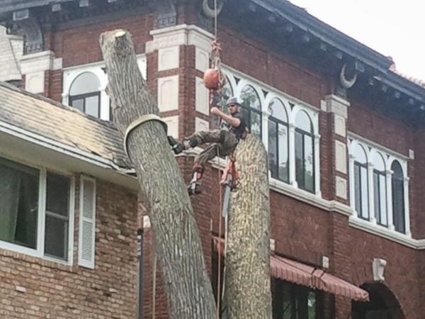 Minnesota Tree Surgeons LLC