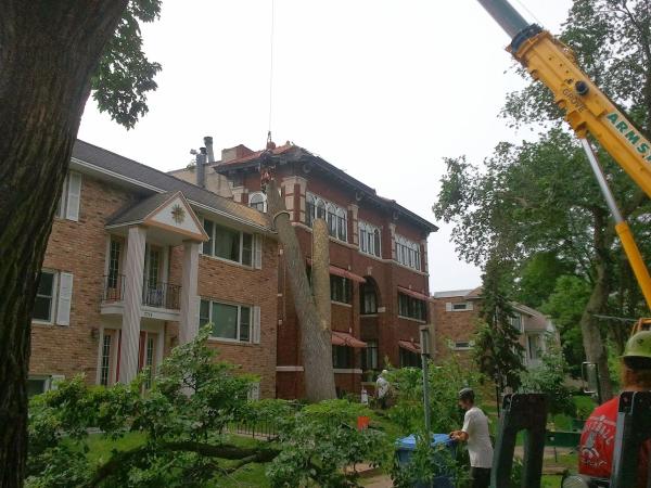 Minnesota Tree Surgeons LLC