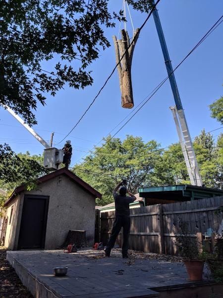 Minnesota Tree Surgeons LLC