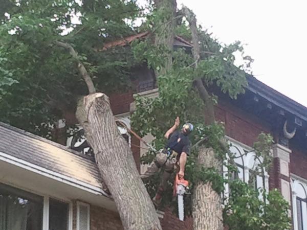 Minnesota Tree Surgeons LLC