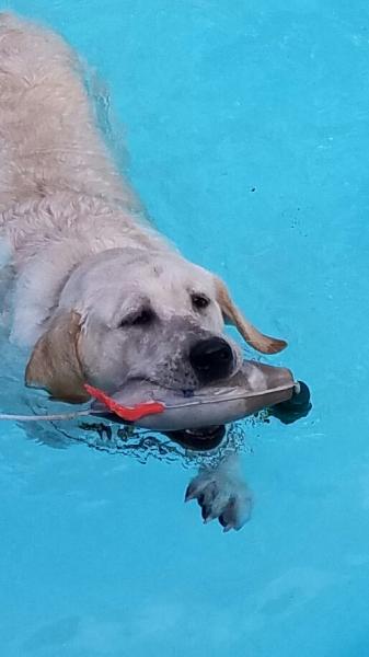 True Blue Pool Co.