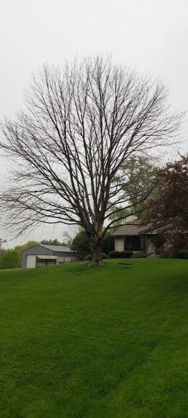 Great Tree LLC