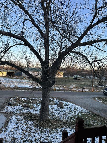 Great Tree LLC