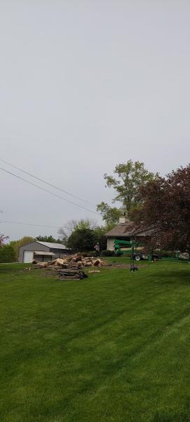 Great Tree LLC