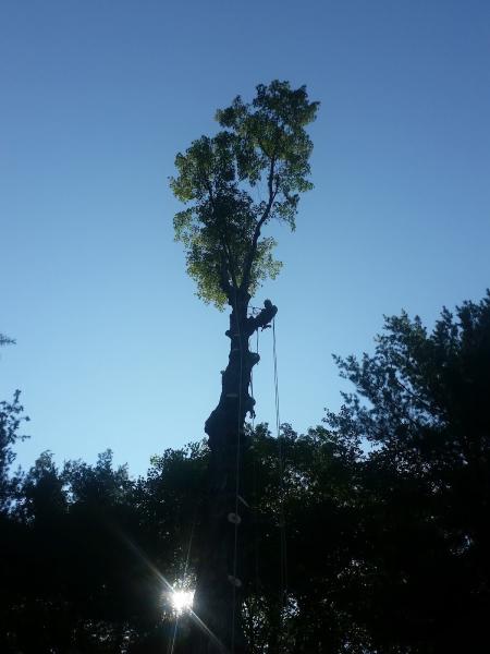 Fellers Tree Removal