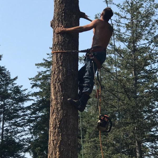 Professional Tree Guy