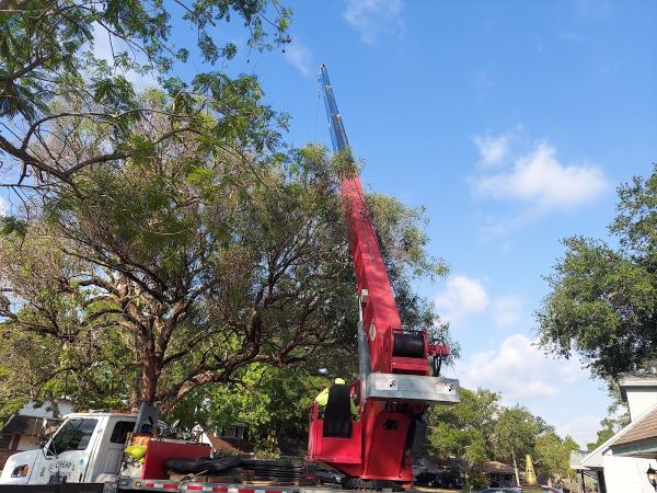 El Cheapo Tree Service