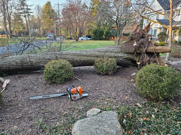 Pine Hill Tree Services LLC