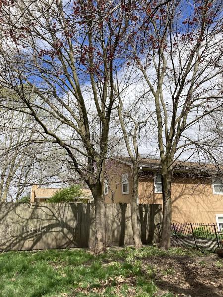Ashley Tree Service
