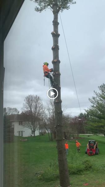 Tree Wise Men LLC