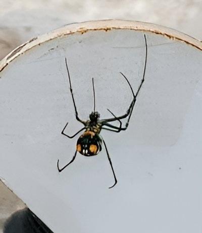 All N-1 Pest Control Management LLC