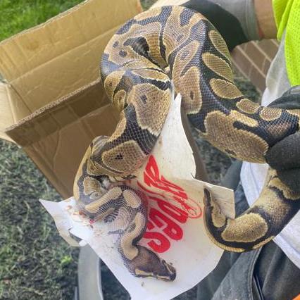 A to Z Pest Control