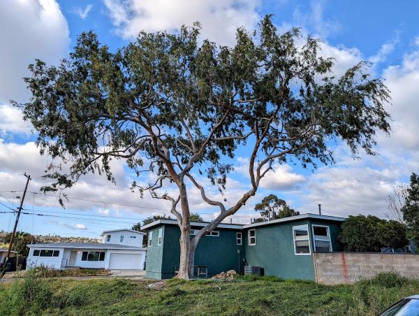 Pope Tree Service
