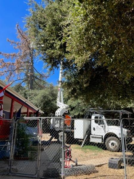 Pope Tree Service