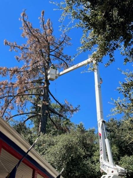 Pope Tree Service