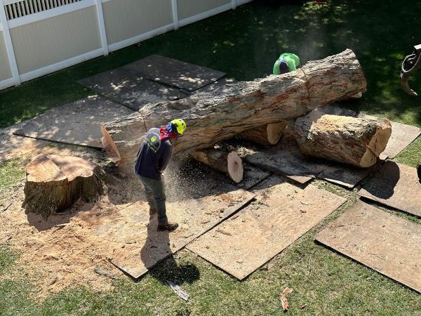Norfolk Property Tree Service