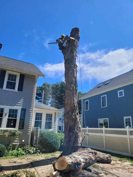 Norfolk Property Tree Service