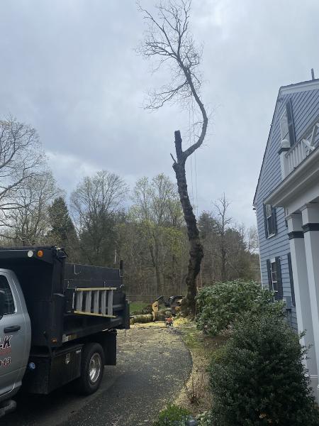Norfolk Property Tree Service