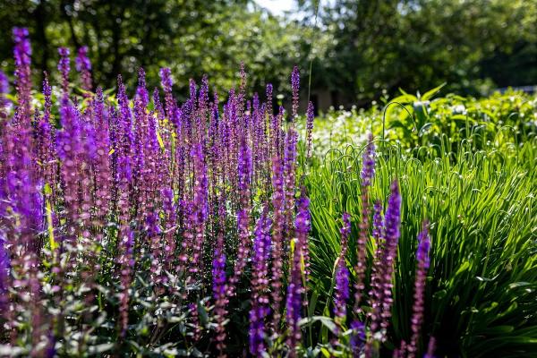 Gavin Boyce-Ratliff Landscape Design