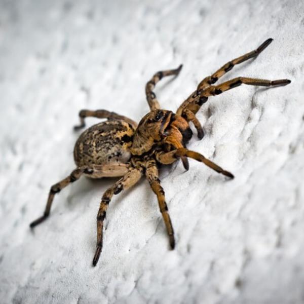 Pest Control In Modesto