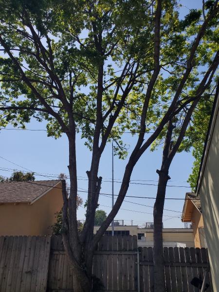Arbor Enterprise Tree Service