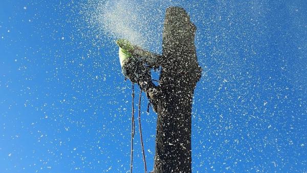 Arbor Enterprise Tree Service