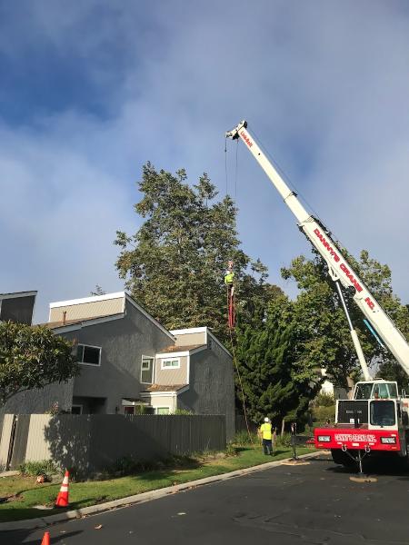 Arboristas Tree Care Services