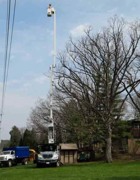 Flying W Tree Service