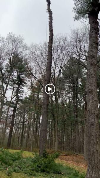 FTS Tree Service and Landscaping
