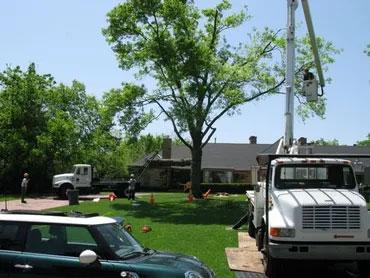 English Tree Service