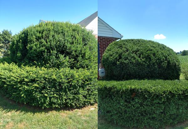 Integrity Tree Care