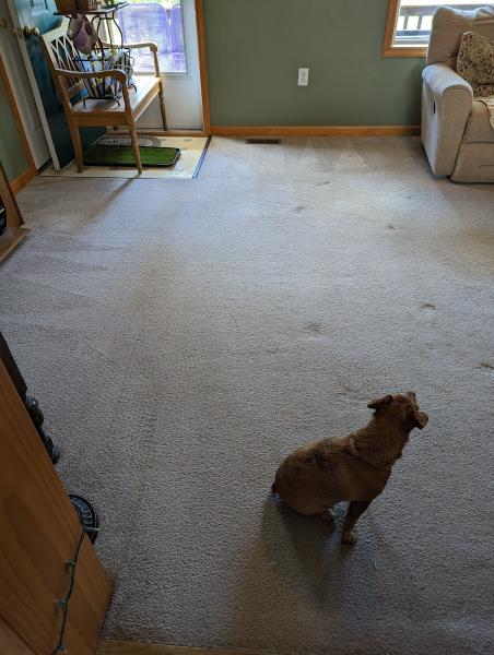 Dirty Dog Carpet
